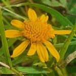 Aspilia pluriseta Flower