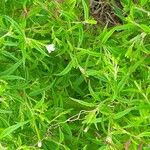 Epilobium coloratum Leaf