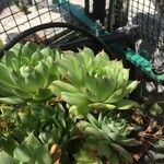 Sempervivum calcareum Лист