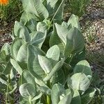 Asclepias californica পাতা