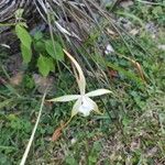 Brassavola cucullata Λουλούδι
