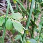Jasminum fruticans Hoja
