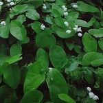 Epimedium diphyllum Tervik taim