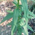 Palafoxia hookeriana Hoja