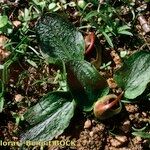 Ambrosina bassii Habit