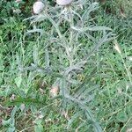 Cirsium eriophorum عادت داشتن