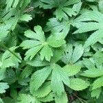 Astrantia major List