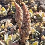 Orostachys malacophylla Övriga