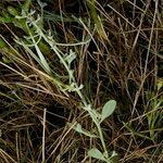 Atriplex pedunculata 整株植物