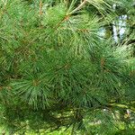 Pinus koraiensis Liść