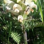 Pedicularis comosa Blodyn