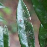Xylopia crinita List