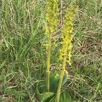 Neottia ovata Habit