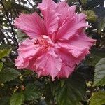 Hibiscus rosa-sinensis Kukka