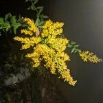 Solidago odora Цвят