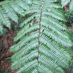 Cyathea arborea Hoja