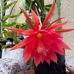 Disocactus ackermanniiКветка