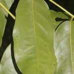 Vatairea erythrocarpa Blatt