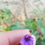 Geranium pyrenaicumFlower