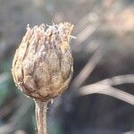 Cheirolophus intybaceus Fruit