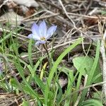 Ipheion uniflorum Flor