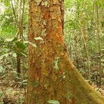 Afzelia bipindensis Casca