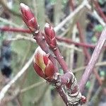 Cornus sericea Feuille