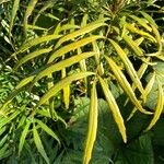 Mahonia fortunei برگ