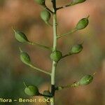 Camelina microcarpa Плод