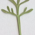 Lepidium coronopus Annet