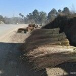 Themeda anathera Corteza