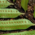 Drynaria rigidula ഇല