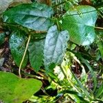 Vincetoxicum woollsii Leaf