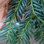 Taxus brevifolia List