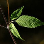 Bidens vulgata Blad