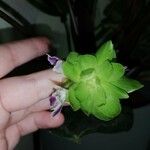 Calathea roseopicta 花