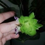 Calathea roseopicta Flower