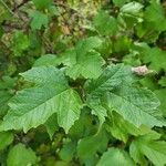 Viburnum edule Leaf