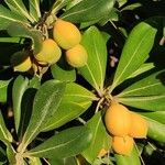 Pittosporum tobira Φρούτο