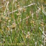 Carex microglochin Habitat