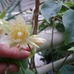 Pereskia aculeata Flower