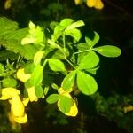 Cytisus arboreus Hoja