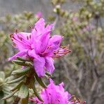 Rhododendron setosum Habit