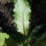 Lactuca virosa Liść