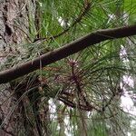 Pinus caribaea Hoja