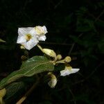 Lycianthes luteynii Λουλούδι