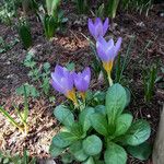 Crocus flavus Flower