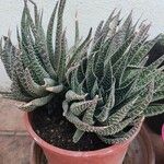 Aloe aristata Лист