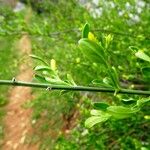 Chrysojasminum fruticans Leaf