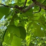 Carya glabra List
